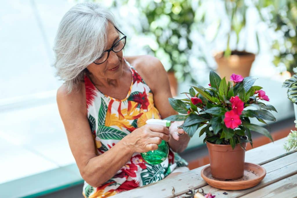 Senior woman watering potted while taking care of plants at gre